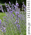 Beautiful lavender field. Purple flower background. Blooming Lavender Flowers. Blossom violet aromatic plants. Soft Focused Purple Lavender Flowers. 141135465