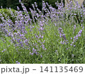 Beautiful lavender field. Purple flower background. Blooming Lavender Flowers. Blossom violet aromatic plants. Soft Focused Purple Lavender Flowers. 141135469
