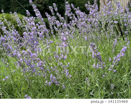Beautiful lavender field. Purple flower background. Blooming Lavender Flowers. Blossom violet aromatic plants. Soft Focused Purple Lavender Flowers. Beautiful lavender field. Purple flower background. Blooming Lavender Flowers. Blossom violet aromatic plants. Soft Focused Purple Lavender Flowers. 141135469
