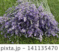 Beautiful lavender field. Purple flower background. Blooming Lavender Flowers. Blossom violet aromatic plants. Soft Focused Purple Lavender Flowers. 141135470