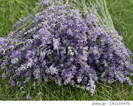 Beautiful lavender field. Purple flower background. Blooming Lavender Flowers. Blossom violet aromatic plants. Soft Focused Purple Lavender Flowers. 141135470