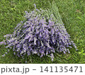 Beautiful lavender field. Purple flower background. Blooming Lavender Flowers. Blossom violet aromatic plants. Soft Focused Purple Lavender Flowers. 141135471