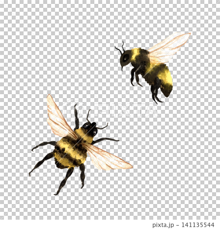 Watercolor insects flying bumblebees, top and profile views. Hand drawn illustration isolated on white background, clip art set. For educational projects, honey packaging and botanical design Watercolor insects flying bumblebees, top and profile views. Hand drawn illustration isolated on white background, clip art set. For educational projects, honey packaging and botanical design 141135544