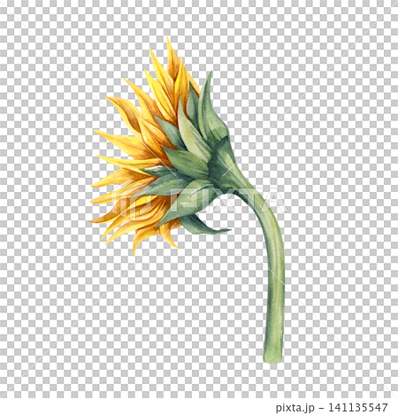 Watercolor illustration sunflower, side perspective. Hand painted botanical vibrant yellow petals, green stem and leaves. Single object isolated from background. For autumn decor, branding, packaging Watercolor illustration sunflower, side perspective. Hand painted botanical vibrant yellow petals, green stem and leaves. Single object isolated from background. For autumn decor, branding, packaging 141135547