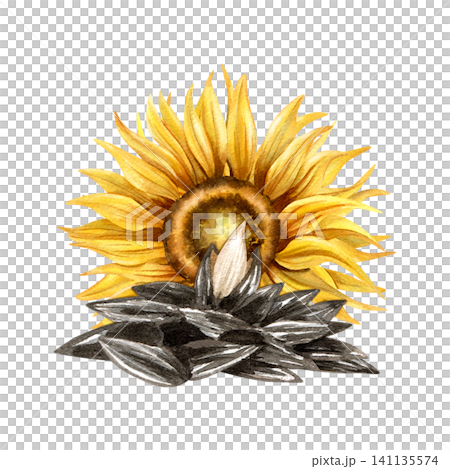 Watercolor pile of black seeds with open kernel and sunflower flower in the back. Isolated on white background. Hand drawn illustration for snack packaging design, food label, oil production branding Watercolor pile of black seeds with open kernel and sunflower flower in the back. Isolated on white background. Hand drawn illustration for snack packaging design, food label, oil production branding 141135574