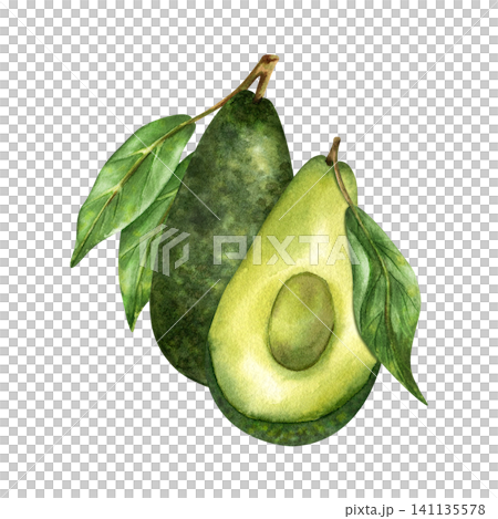 Watercolor two avocado composition, whole and half with pulp, green leaves on branch. Fresh organic fruit, superfood. Isolated on white hand drawn illustration. For healthy product packaging design Watercolor two avocado composition, whole and half with pulp, green leaves on branch. Fresh organic fruit, superfood. Isolated on white hand drawn illustration. For healthy product packaging design 141135578