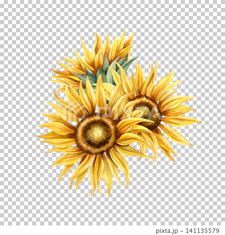 Watercolor sunflowers bud floral arrangement without leaves. Hand painted yellow flowers. Botanical illustration, floral summer, autumn composition isolated from background for card, packaging Watercolor sunflowers bud floral arrangement without leaves. Hand painted yellow flowers. Botanical illustration, floral summer, autumn composition isolated from background for card, packaging 141135579