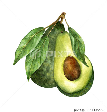 Watercolor avocado, half with brown pit, whole with green textured peel, leaves on branch. Isolated illustration of Fresh organic healthy vegetarian fruit. Hand painted clip art for packaging design Watercolor avocado, half with brown pit, whole with green textured peel, leaves on branch. Isolated illustration of Fresh organic healthy vegetarian fruit. Hand painted clip art for packaging design 141135582