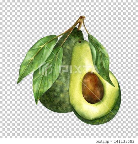 Watercolor avocado, half with brown pit, whole with green textured peel, leaves on branch. Isolated illustration of Fresh organic healthy vegetarian fruit. Hand painted clip art for packaging design Watercolor avocado, half with brown pit, whole with green textured peel, leaves on branch. Isolated illustration of Fresh organic healthy vegetarian fruit. Hand painted clip art for packaging design 141135582