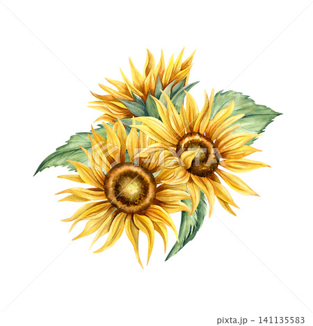 Watercolor sunflowers bud floral arrangement. Hand painted yellow flowers, green leaves. Botanical illustration, floral seasonal composition isolated from background for card, packaging, invitation Watercolor sunflowers bud floral arrangement. Hand painted yellow flowers, green leaves. Botanical illustration, floral seasonal composition isolated from background for card, packaging, invitation 141135583