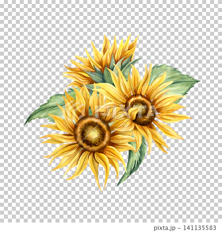 Watercolor sunflowers bud floral arrangement. Hand painted yellow flowers, green leaves. Botanical illustration, floral seasonal composition isolated from background for card, packaging, invitation Watercolor sunflowers bud floral arrangement. Hand painted yellow flowers, green leaves. Botanical illustration, floral seasonal composition isolated from background for card, packaging, invitation 141135583