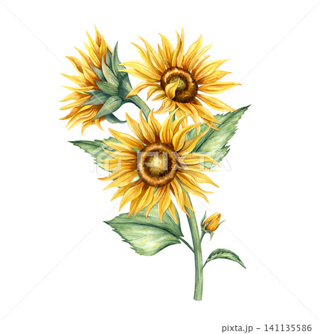 Watercolor sunflower bouquet. Hand drawn botanical illustration of yellow flowers, green stem with leaves. Floral composition isolated from background. Elegant drawing arrangement for card, invitation Watercolor sunflower bouquet. Hand drawn botanical illustration of yellow flowers, green stem with leaves. Floral composition isolated from background. Elegant drawing arrangement for card, invitation 141135586