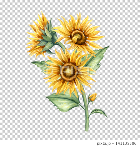 Watercolor sunflower bouquet. Hand drawn botanical illustration of yellow flowers, green stem with leaves. Floral composition isolated from background. Elegant drawing arrangement for card, invitation Watercolor sunflower bouquet. Hand drawn botanical illustration of yellow flowers, green stem with leaves. Floral composition isolated from background. Elegant drawing arrangement for card, invitation 141135586
