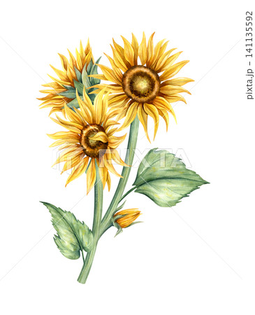 Watercolor sunflowers bouquet. Hand painted yellow flowers, green stem with leaves. Botanical illustration, Floral arrangement isolated from background. Summer composition for card, invitation Watercolor sunflowers bouquet. Hand painted yellow flowers, green stem with leaves. Botanical illustration, Floral arrangement isolated from background. Summer composition for card, invitation 141135592