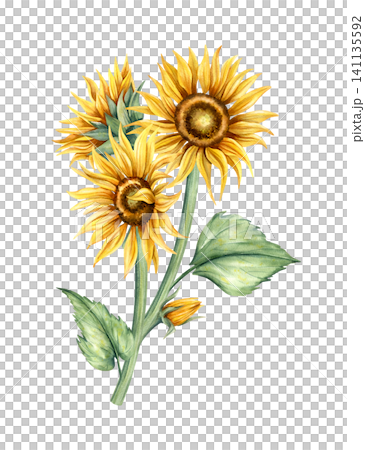 Watercolor sunflowers bouquet. Hand painted yellow flowers, green stem with leaves. Botanical illustration, Floral arrangement isolated from background. Summer composition for card, invitation Watercolor sunflowers bouquet. Hand painted yellow flowers, green stem with leaves. Botanical illustration, Floral arrangement isolated from background. Summer composition for card, invitation 141135592