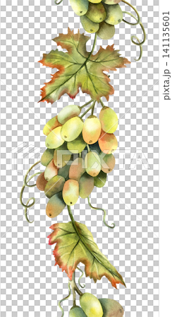 Green grapes bunch watercolor vine seamless border. Foliage leaves repeat ornate. Hand drawn illustration isolated from background. For label design, logo, restaurant menu design, packaging Green grapes bunch watercolor vine seamless border. Foliage leaves repeat ornate. Hand drawn illustration isolated from background. For label design, logo, restaurant menu design, packaging 141135601