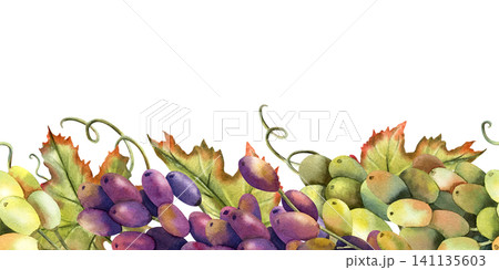 Watercolor green, black grapes vine seamless border. Branch with leaves. Isolated Illustration of purple grape bunch. Repeat horizontal ornate of botanical autumn berries. For design and packaging Watercolor green, black grapes vine seamless border. Branch with leaves. Isolated Illustration of purple grape bunch. Repeat horizontal ornate of botanical autumn berries. For design and packaging 141135603