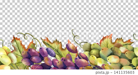 Watercolor green, black grapes vine seamless border. Branch with leaves. Isolated Illustration of purple grape bunch. Repeat horizontal ornate of botanical autumn berries. For design and packaging Watercolor green, black grapes vine seamless border. Branch with leaves. Isolated Illustration of purple grape bunch. Repeat horizontal ornate of botanical autumn berries. For design and packaging 141135603