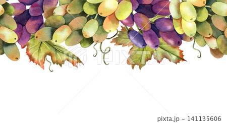 Watercolor green, black grapes vine seamless border garland with leaves. Isolated Illustration of purple grape bunch. Repeat horizontal ornate of botanical autumn berries. For design and packaging Watercolor green, black grapes vine seamless border garland with leaves. Isolated Illustration of purple grape bunch. Repeat horizontal ornate of botanical autumn berries. For design and packaging 141135606