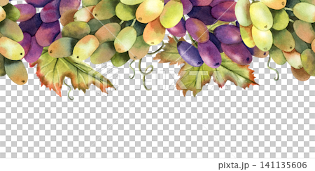 Watercolor green, black grapes vine seamless border garland with leaves. Isolated Illustration of purple grape bunch. Repeat horizontal ornate of botanical autumn berries. For design and packaging Watercolor green, black grapes vine seamless border garland with leaves. Isolated Illustration of purple grape bunch. Repeat horizontal ornate of botanical autumn berries. For design and packaging 141135606