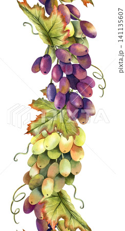 Watercolor green and black grapes vine seamless border. Isolated Illustration of purple grape bunch. Repeat vertical ornate of botanical autumn berries. For label, logo, restaurant menu, packaging 141135607