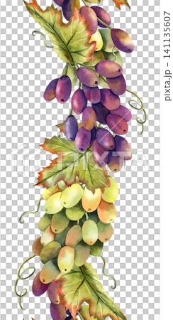 Watercolor green and black grapes vine seamless border. Isolated Illustration of purple grape bunch. Repeat vertical ornate of botanical autumn berries. For label, logo, restaurant menu, packaging Watercolor green and black grapes vine seamless border. Isolated Illustration of purple grape bunch. Repeat vertical ornate of botanical autumn berries. For label, logo, restaurant menu, packaging 141135607