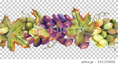 Watercolor green, black grapes vine seamless border. Isolated Illustration of purple grape bunch, leaves. Repeat horizontal ornate of botanical autumn berries. For label, logo, menu design, packaging Watercolor green, black grapes vine seamless border. Isolated Illustration of purple grape bunch, leaves. Repeat horizontal ornate of botanical autumn berries. For label, logo, menu design, packaging 141135608