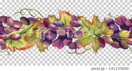 Watercolor black purple grapes vine seamless border. Isolated repeat horizontal ornate with autumn berries, lush leaves, branch, bunch. Hand drawn illustration for decoration, packaging, menu design Watercolor black purple grapes vine seamless border. Isolated repeat horizontal ornate with autumn berries, lush leaves, branch, bunch. Hand drawn illustration for decoration, packaging, menu design 141135609