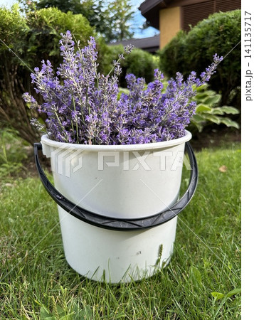 Lavender in a bucket. Cut lavander in a bucket. Decorative plants in the garden. Lavender in a bucket. Cut lavander in a bucket. Decorative plants in the garden. 141135717