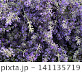 Purple lavender field Aromatherapy Floral lavender background Lavender flowers close up. Lavender background. 141135719