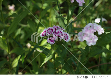Beautiful white and pink sweet william flowers in the garden Beautiful white and pink sweet william flowers in the garden 141135897