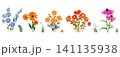 Summer and autumn floral collection with calendula, marigolds, chicory, echinacea and zinnias vector illustration 141135938
