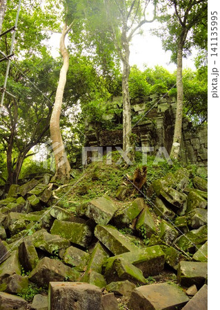 崩壊したベンメリア寺院の石造遺跡|カンボジア 崩壊したベンメリア寺院の石造遺跡|カンボジア 141135995