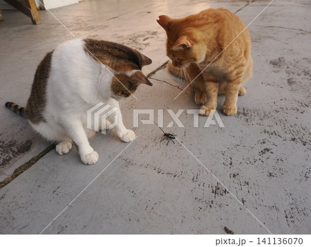 カミキリムシに興味津々なネコ 141136070