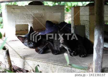 子猫を守るために威嚇する母猫 子猫を守るために威嚇する母猫 141136137