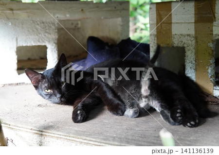 子猫を守るために威嚇する母猫 子猫を守るために威嚇する母猫 141136139