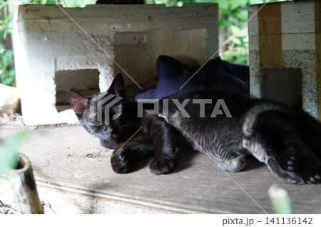 子猫を守るために威嚇する母猫 141136142