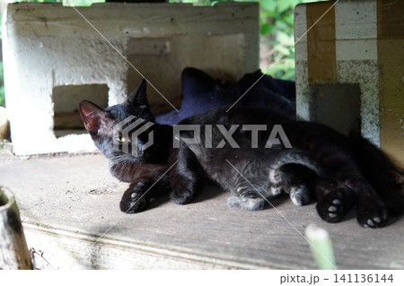 子猫を守るために威嚇する母猫 子猫を守るために威嚇する母猫 141136144
