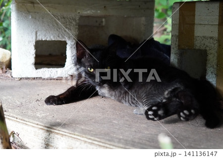 子猫を守るために威嚇する母猫 141136147