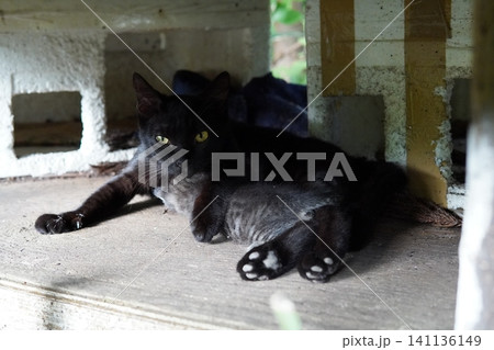 子猫を守るために威嚇する母猫 141136149