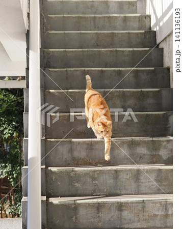 父猫と寝る可愛い息子ネコ 父猫と寝る可愛い息子ネコ 141136193