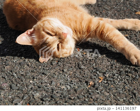 父猫と寝る可愛い息子ネコ 父猫と寝る可愛い息子ネコ 141136197