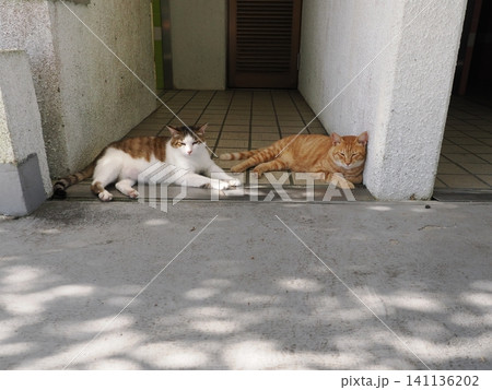 父猫と寝る可愛い息子ネコ 父猫と寝る可愛い息子ネコ 141136202