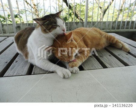 父猫と寝る可愛い息子ネコ 父猫と寝る可愛い息子ネコ 141136220