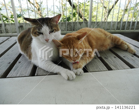父猫と寝る可愛い息子ネコ 父猫と寝る可愛い息子ネコ 141136221