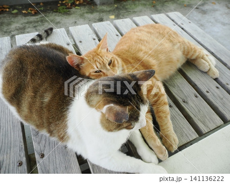 父猫と寝る可愛い息子ネコ 141136222