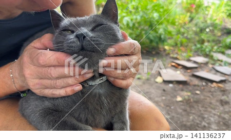 Close up of female arms strokes cute gray cat lying on her knees outdoor. Hands of woman petting adorable domestic kitten at garden. Concept of care and love to animal. Slow motion 141136237