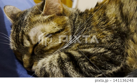 Close up of beautiful tabby cat sleeping on sofa at home. Pretty kitten resting at home. Cute kitten relaxing on bed at house. Concept of adorable domestic animals. Slow motion 141136248