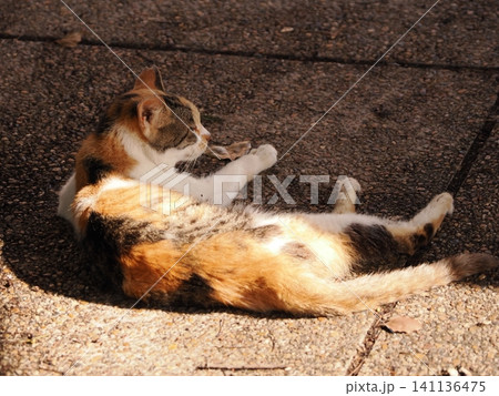 猛暑で少しでも涼しい場所で寝る可愛い猫 141136475