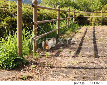 猛暑で少しでも涼しい場所で寝る可愛い猫 141136480
